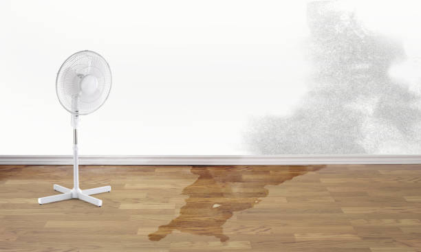 Best Water damage contractors near me  in Brooklyn, IA